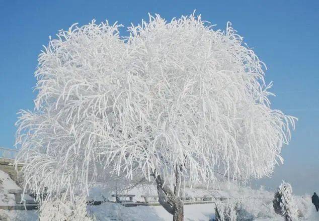 4、冬季去东北，不要错过雪中的世界