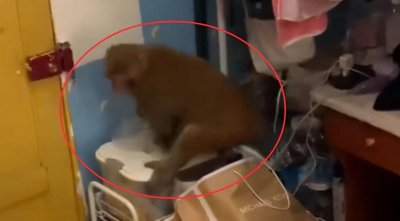 ​猴子智商相当人类几岁(猴子能听懂人话吗)