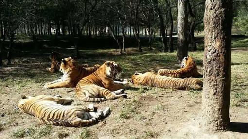 2、净月潭野生动物园