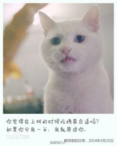 ​一只流浪猫圈粉近千万人，美食内容IP《日食记》完成数千万元B轮融资