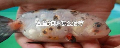 ​金龙鱼炸鳞怎么治疗 金鱼炸鳞用什么药