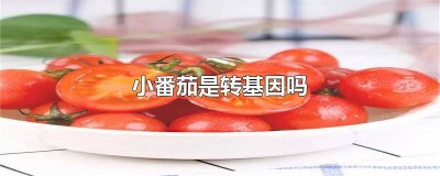 ​小黄瓜和小番茄是转基因食品吗 小黄西红柿是转基因的吗