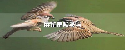 ​麻雀是候鸟吗? 麻雀和乌鸦是候鸟吗