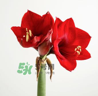 鲜花怎么保存时间长 鲜花怎么保鲜