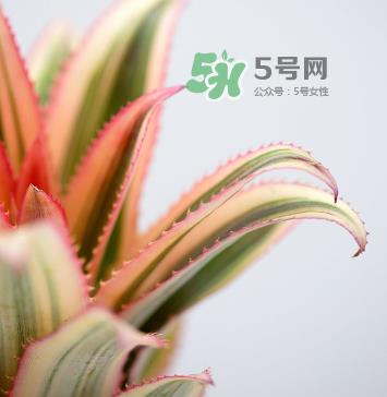 鲜花怎么保存时间长 鲜花怎么保鲜