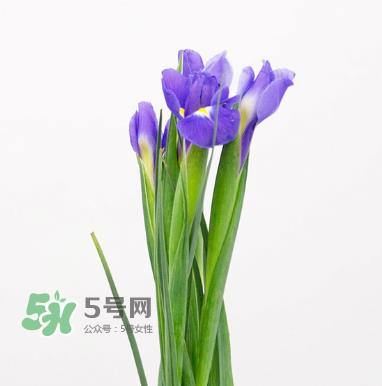 鲜花怎么保存时间长 鲜花怎么保鲜