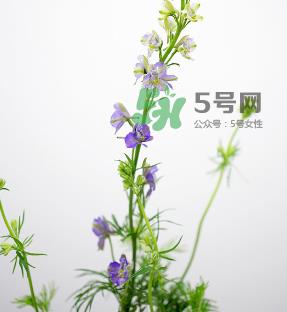 鲜花怎么保存时间长 鲜花怎么保鲜