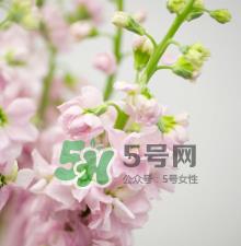 鲜花怎么保存时间长 鲜花怎么保鲜