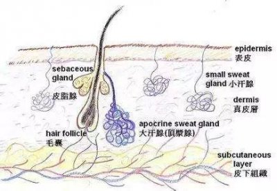 ​护肤丨毛孔粗大怎么破？教你3招搞定它！