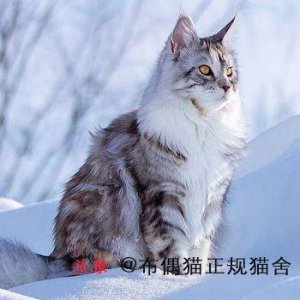 ​大型猫都有哪些品种？大型宠物猫的介绍和图片