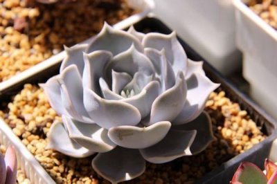 ​每日一多肉-丽娜莲Echeveria lilacina