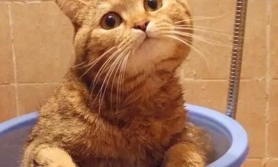 ​橘猫是土猫吗 橘猫是中华田园猫吗