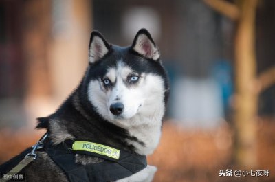 ​警犬和军犬的区别是什么？一分钟带你了解两者区别