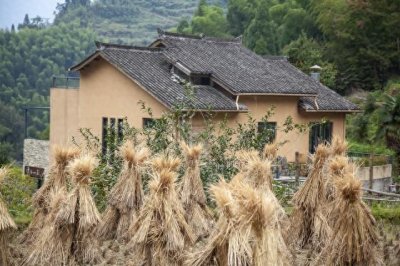 ​伤痕文学: 所谓自由的气息，粘上了农村的土气，便成了“苦难”