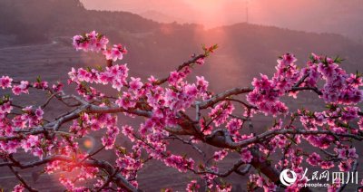 ​四川成都：龙泉山桃花迎来最佳观赏期