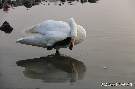 近距离亲近美丽的白天鹅，那就来山东荣成烟墩角天鹅湖吧