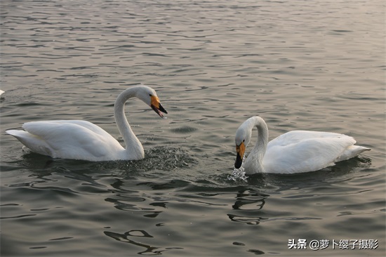 近距离亲近美丽的白天鹅，那就来山东荣成烟墩角天鹅湖吧