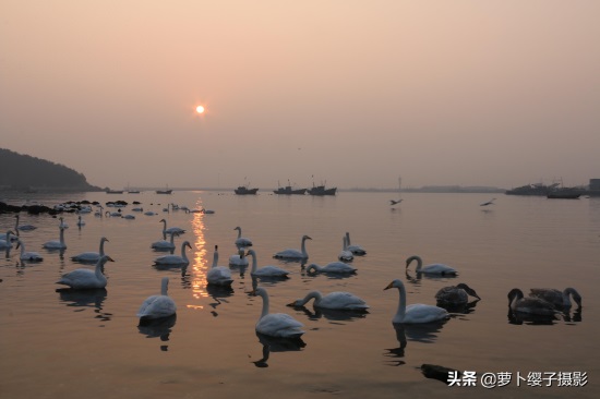 近距离亲近美丽的白天鹅，那就来山东荣成烟墩角天鹅湖吧