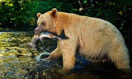 罕见的“白色”黑熊:全球仅剩200头,比大熊猫还要珍稀