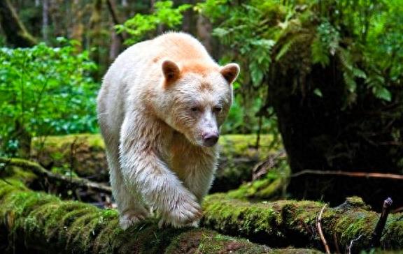 罕见的“白色”黑熊:全球仅剩200头,比大熊猫还要珍稀