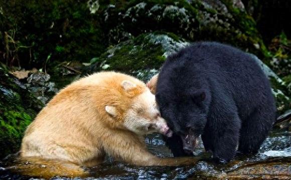 罕见的“白色”黑熊:全球仅剩200头,比大熊猫还要珍稀