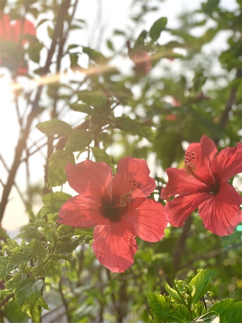 广州-蒲州花园-网红拍照圣地