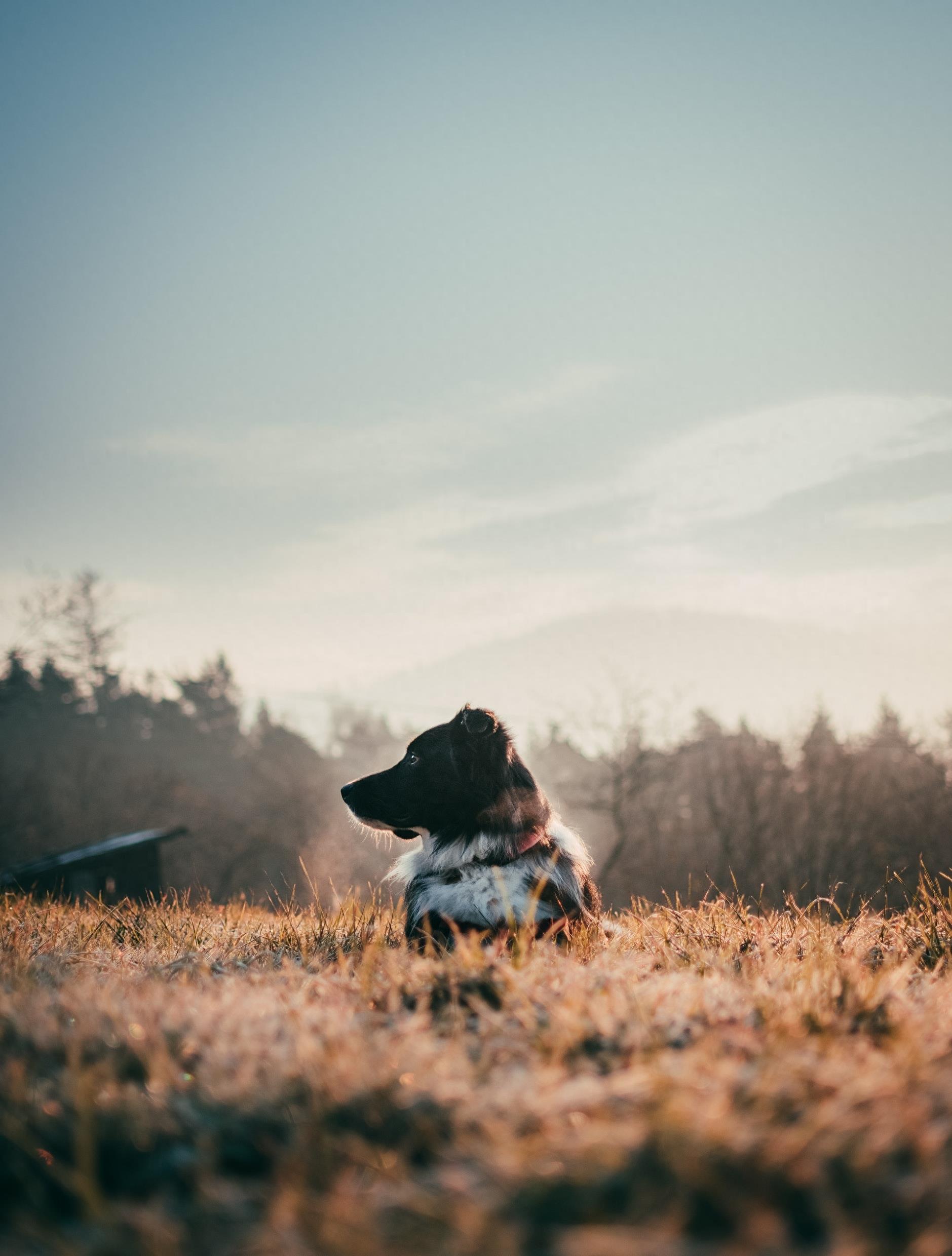 手机壁纸宠物狗系列 各种可爱萌萌哒的狗子 手机桌面锁屏屏保壁纸