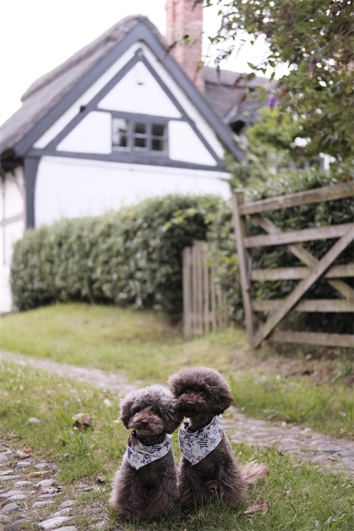 手机壁纸宠物狗系列 各种可爱萌萌哒的狗子 手机桌面锁屏屏保壁纸