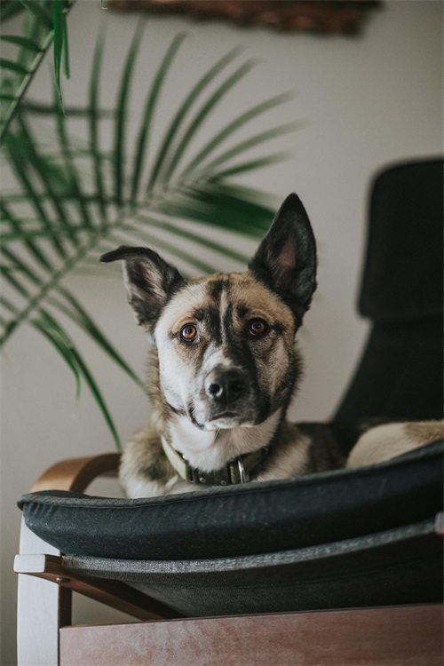 手机壁纸宠物狗系列 各种可爱萌萌哒的狗子 手机桌面锁屏屏保壁纸