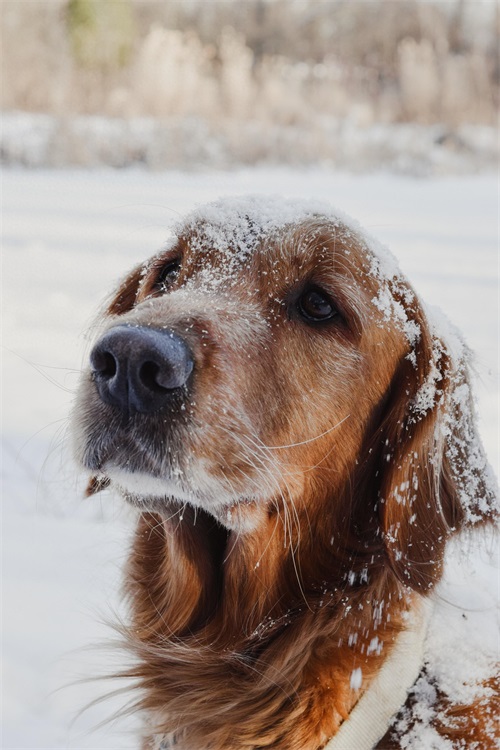 手机壁纸宠物狗系列 各种可爱萌萌哒的狗子 手机桌面锁屏屏保壁纸