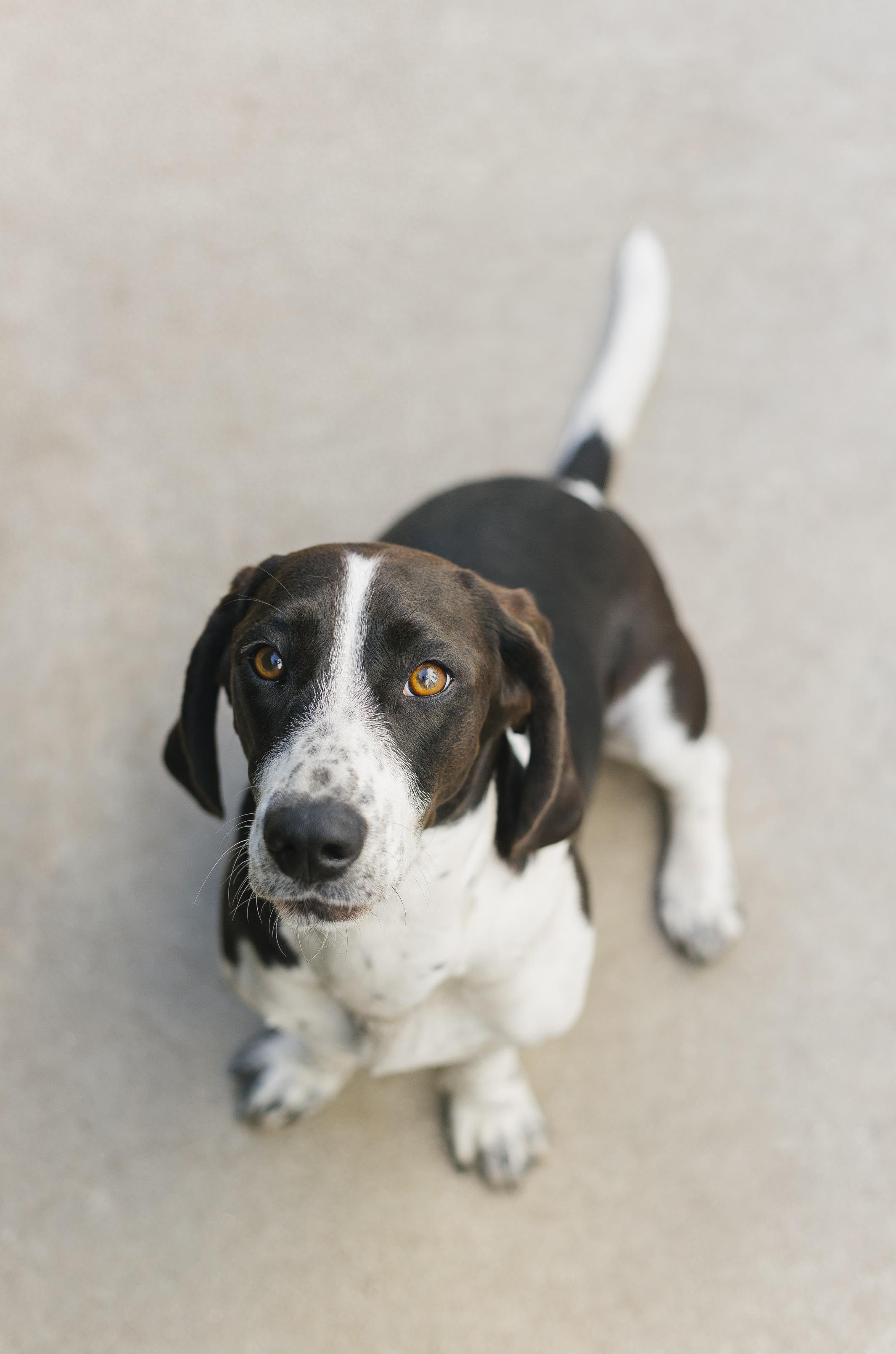 手机壁纸宠物狗系列 各种可爱萌萌哒的狗子 手机桌面锁屏屏保壁纸