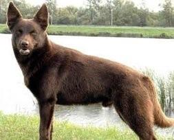 毛色发红，世界缉毒犬的第一首选：红狼犬超威武