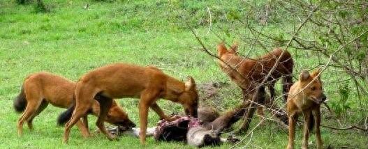 毛色发红，世界缉毒犬的第一首选：红狼犬超威武