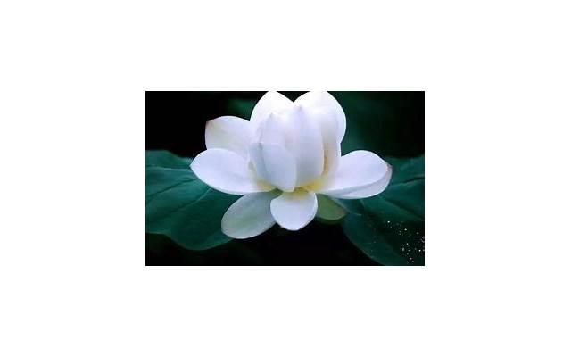 七夕怎么约喜欢的女孩子出来?(圣诞节怎么约喜欢的女生) 七夕怎么约喜欢的女孩子出来?(圣诞节怎么约喜欢的女生)