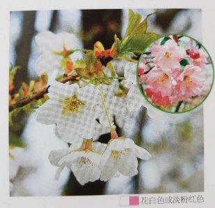 ​你的星座守护花是什么？十二星座守护花之-白羊、金牛、双子-篇