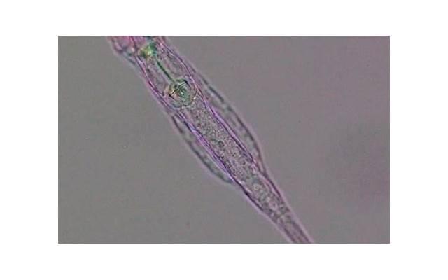 婚前承诺书有法律效力吗