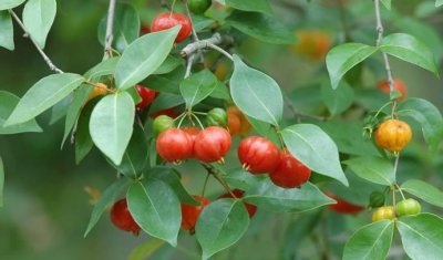 ​这种红彤彤的果子能不能吃呢