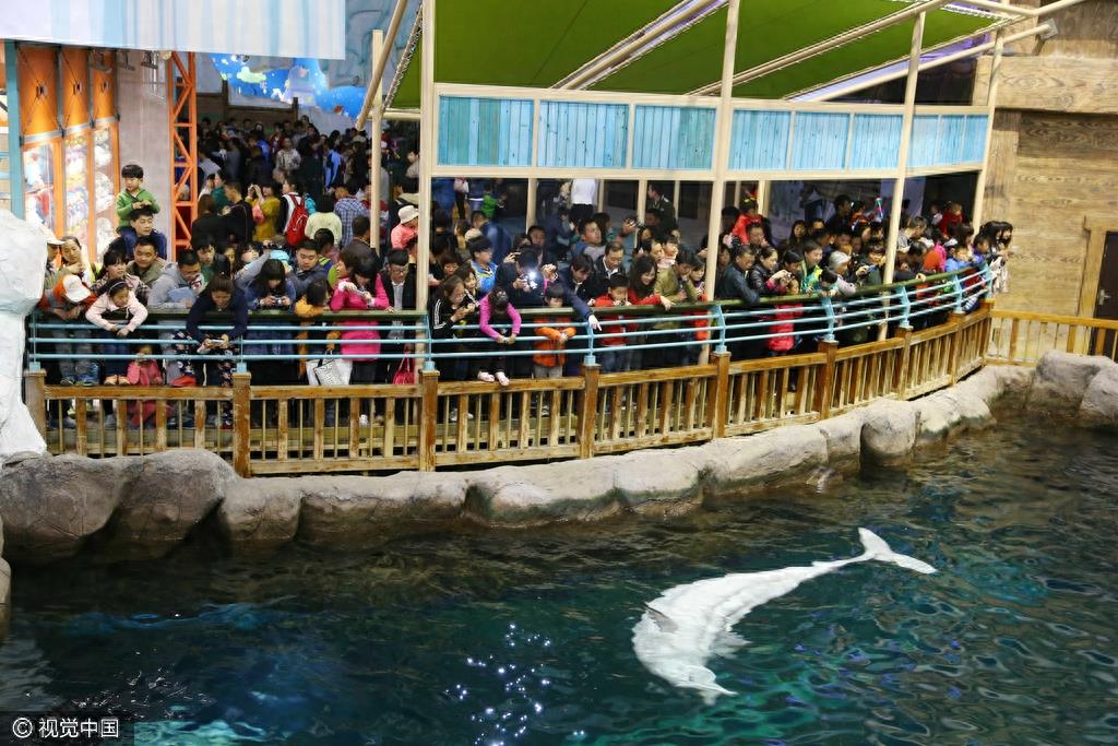 山东青岛：五一节假日 极地海洋世界游客爆棚