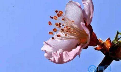 芙蓉李是热性还是凉性,福安特产是什么图4