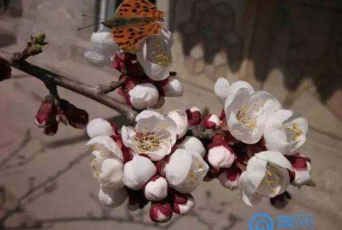 芙蓉李是热性还是凉性,福安特产是什么图3