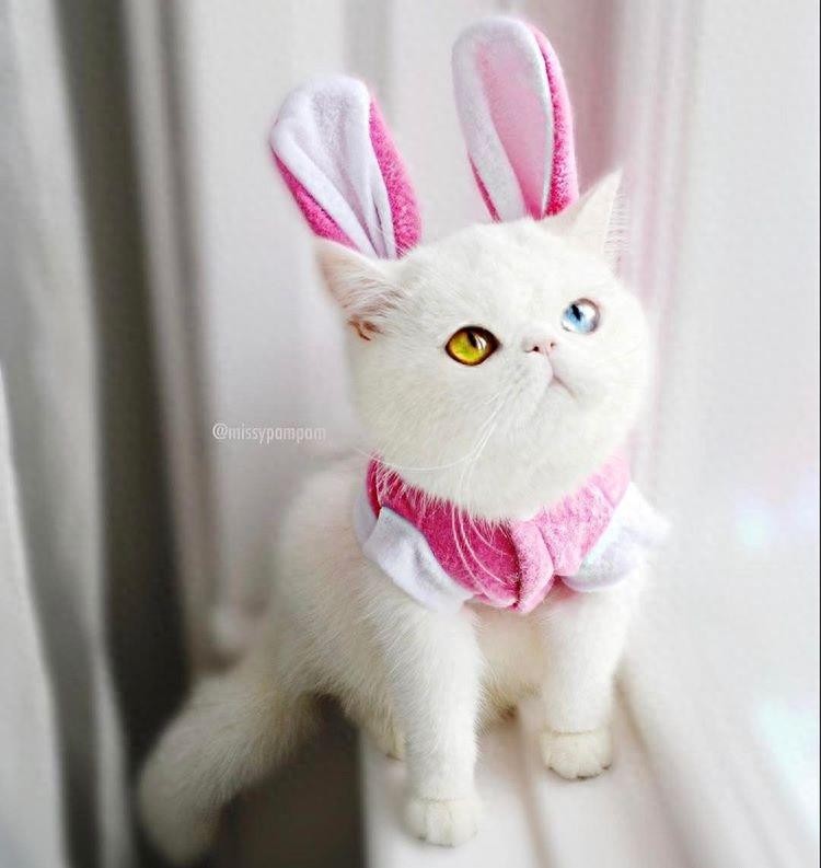 12张美cry的“异色瞳”照片,不是只有动物才有“异色瞳”