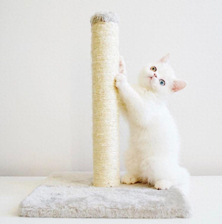 12张美cry的“异色瞳”照片,不是只有动物才有“异色瞳”