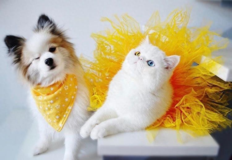 12张美cry的“异色瞳”照片,不是只有动物才有“异色瞳”