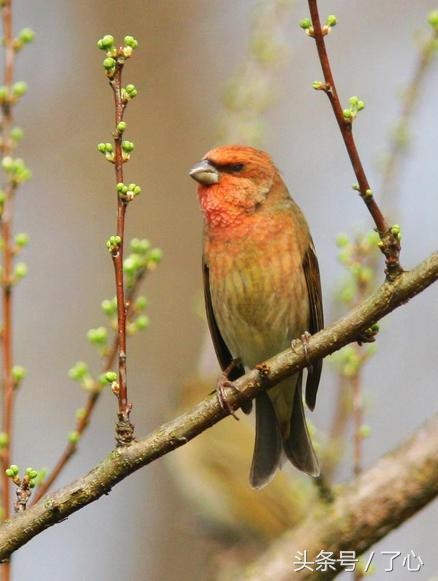 红麻料鸟产于哪_形态特征生活习性 红麻料鸟产于哪_形态特征生活习性