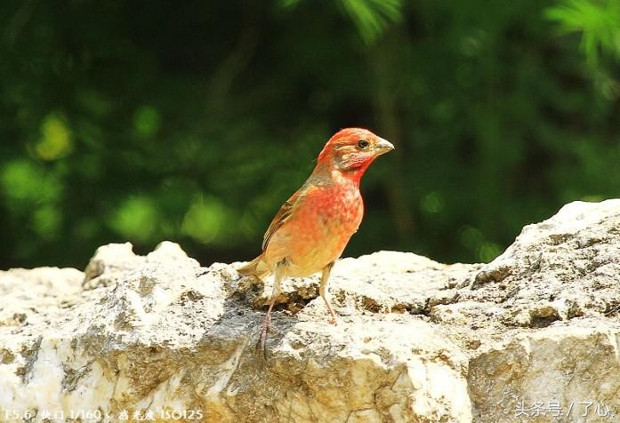 红麻料鸟产于哪_形态特征生活习性 红麻料鸟产于哪_形态特征生活习性