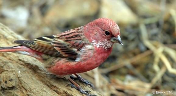 红麻料鸟产于哪_形态特征生活习性 红麻料鸟产于哪_形态特征生活习性