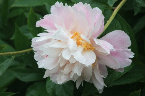 牡丹花苞干瘪不长是什么原因(图3)