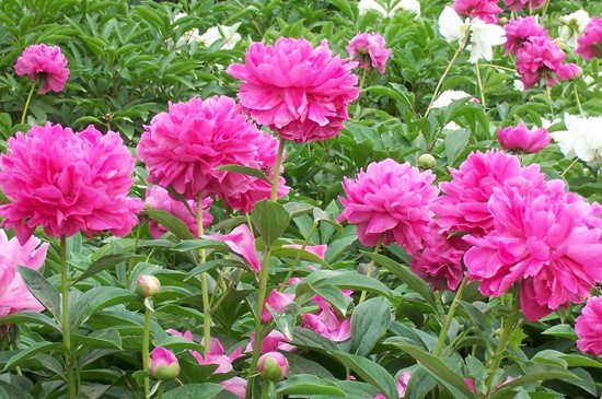 牡丹花苞干瘪不长是什么原因(图4)