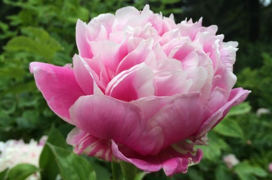 牡丹花苞干瘪不长是什么原因(图2)