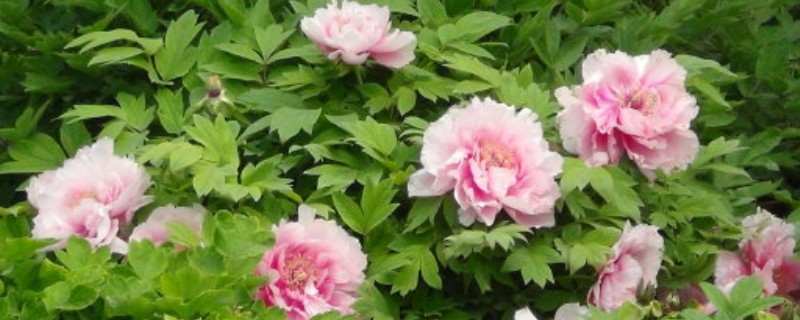 牡丹花苞干瘪不长是什么原因(图1)